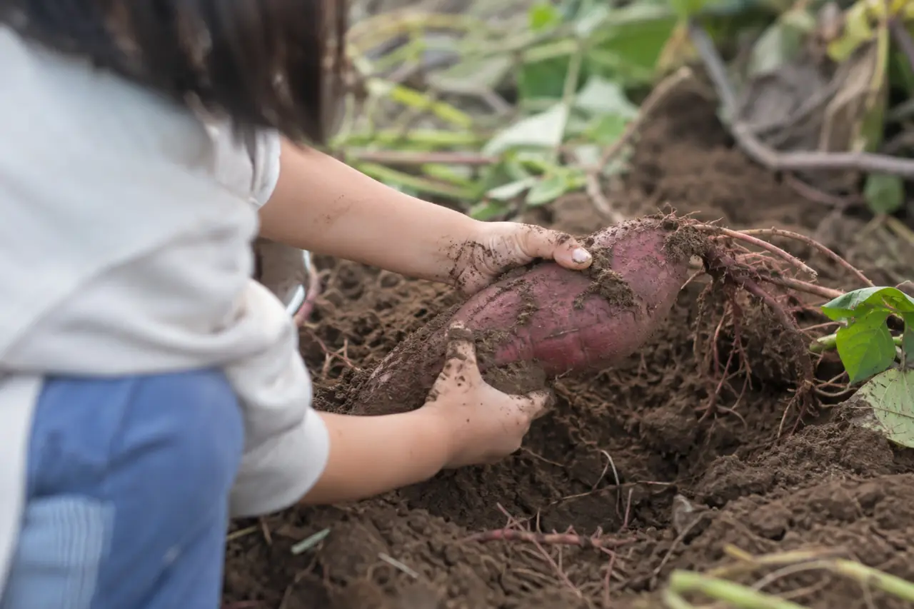 土からさつまいもを引き出す小さな手