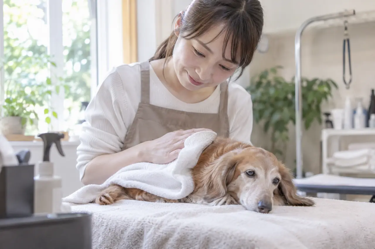 シニア犬を休ませながら体をふくトリマー